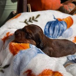 Rolling - Chocolate male Dachshund puppy in Humphreys, Missouri from Foster’s Dachshunds