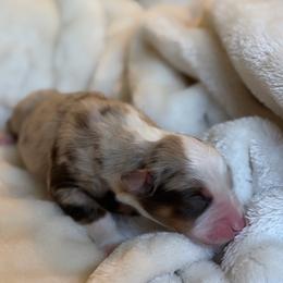 Lake AKC - Red merle male Australian Shepherd puppy in Polk City, Florida from Skaky Shepherds