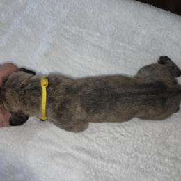 Yellow collare. Brindle Girl - Brindle female Great Dane puppy in Hickman, Kentucky from Tidal Wave Danes