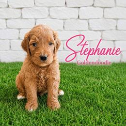 Double Doodle, Goldendoodle, and Labradoodle Puppies from Godley Doodles Of Texas
