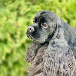 Sasha - Cocker Spaniel