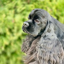 Sasha - Cocker Spaniel