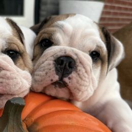 Bulldogs from Thornburg's Bulldogs