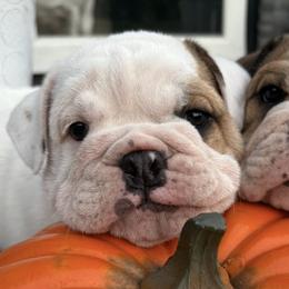 Bulldogs from Thornburg's Bulldogs