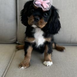 Cavalier King Charles Spaniel Puppies from Mydee Cavaliers