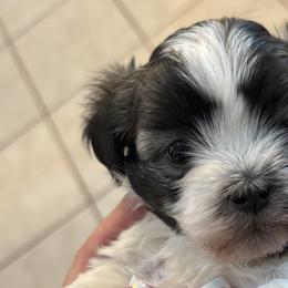 Havanese from Becky Coker