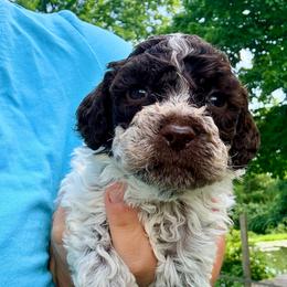 Celsius-Girl 5 - Fuschia collar - Brown roan female Lagotto Romagnolo puppy in Ashland, Ohio from SS Australian Shepherds