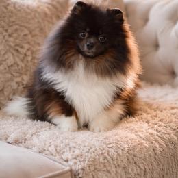 AKC Blue Tri - Blue parti male Pomeranian puppy in Hand Place, Idaho from Idahoan Poms