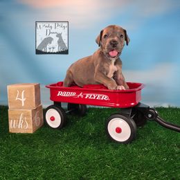 Red - Brindle female Great Dane puppy in Lore City, Ohio from Windy Ridge Danes