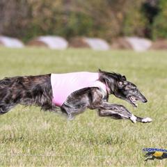 Borzois from MHD Borzoi