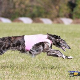 Borzois from MHD Borzoi