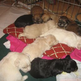 Havanese Puppies from Margaret Shafferman