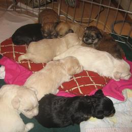 Havanese Puppies from Margaret Shafferman