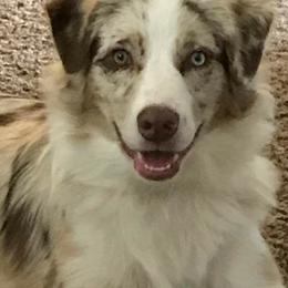Miniature Australian Shepherds and Toy Australian Shepherds from Heritage Homestead