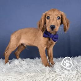 Skipper - Red male Companion Cross puppy in Utah County, Utah from Big Hearted Breeders