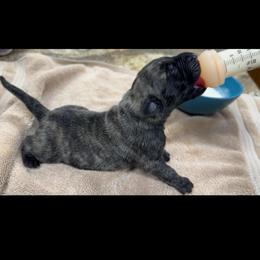 Dontello - Brindle male Mastiff puppy in Wewoka, Oklahoma from P Diamond Mastiffs