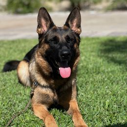 Stella - German Shepherd