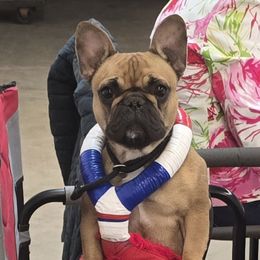 Veruca - French Bulldog