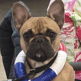Veruca - French Bulldog