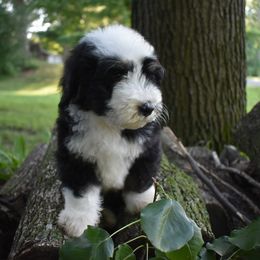 Matt - male Australian Mountain Doodle puppy in Angola, Indiana from Classic City Doodles