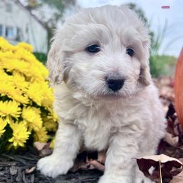 Aussiedoodle puppies from Crabtree Farm Doodles