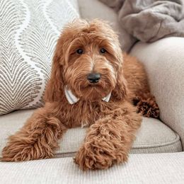 Jonah - Red  male Goldendoodle puppy in Iola, Texas from Supreme Doodles of Texas