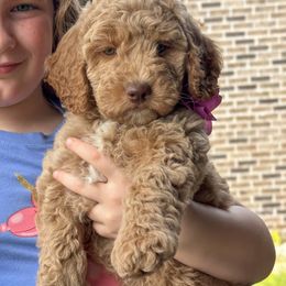 Kit Kat - Apricot Goldendoodle puppy in Florence, South Carolina from Candy Doodles