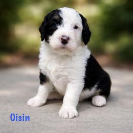 Oisin - Tri-color male Bernedoodle puppy in Midland, Michigan from Northern Charm Farm