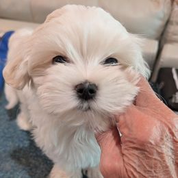 Puppy 3 - White female Maltese puppy in Spring Hill, Florida from Cher Chien Maltese