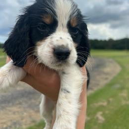 Girl 6 - Black white and tan female English Springer Spaniel puppy in Fort Meade, Florida from Lake in the Hills Springers