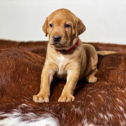 German Shorthaired Pointer, Labrador Retriever, and Working Cross Puppies from Upland Valley Kennels