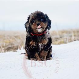 Red collar - Merle male Cockapoo puppy in Missoula, Montana from Big Sky Cockapoos