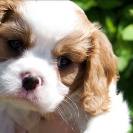 Millie - Blenheim female Cavalier King Charles Spaniel puppy in Sacramento, California from Tamara's Puppies