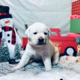 Labrador Retrievers from Frost Creek Ranch