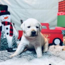 Labrador Retrievers from Frost Creek Ranch