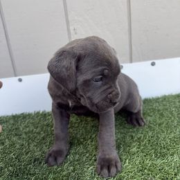 Light blue - Gray female Cane Corso puppy in Morgan Hill, California from Corso Empire