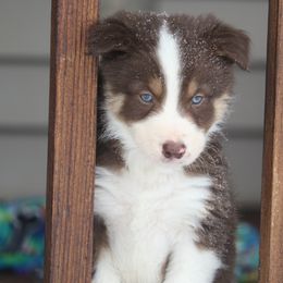 Border Collie, English Setter, and Miniature American Shepherd Puppies from First Harmony Farms