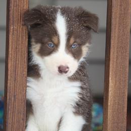Border Collie, English Setter, and Miniature American Shepherd Puppies from First Harmony Farms
