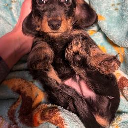Johnny - Black and tan male Dachshund puppy in Modesto, California from Little D’s Dachshunds