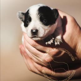 Pippin (AKC) - Blue female Australian Cattle Dog puppy in Marana, Arizona from Impact 3rd Australian Cattle Dogs