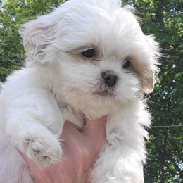 Girl 1 - White female Mal-Shi puppy in Mundelein, Illinois from FurEver Friends Designer Breeds