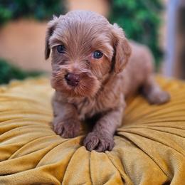 James - Apricot male Goldendoodle puppy in Decatur, Tennessee from Diamond's Doodles