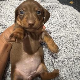 Beana - Dapple female Dachshund puppy in Magnolia, Texas from Carrie’s Countryside Dachshunds