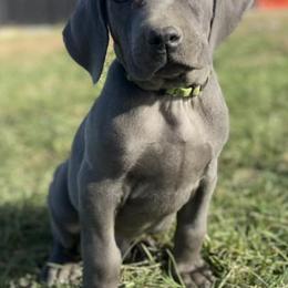 Long Haired Weimaraners and Weimaraners from Heavy Hollow Farm