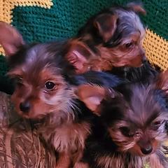 Yorkshire Terriers from Kimsfurbabies