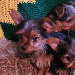 Yorkshire Terriers from Kimsfurbabies