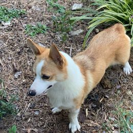 Queen - Pembroke Welsh Corgi