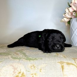 Labrador Retriever Puppies from Salt Run Retrievers
