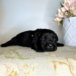 Labrador Retriever Puppies from Salt Run Retrievers