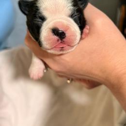 Bubble Gum - Seal and white female Boston Terrier puppy in Hialeah, Florida from K&N Boston Paws